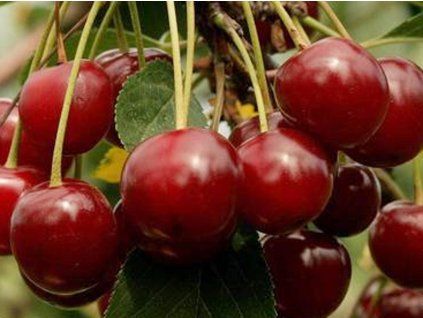 Višeň 'Lutowka'  Prunus cerasus 'Lutowka'