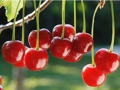 Višeň 'Nana'  Prunus cerasus 'Nana'