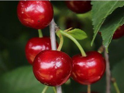 Višeň 'Nefris'  Prunus cerasus 'Nefris'