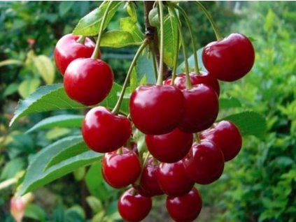 Višeň zakrslá 'Piemont'  Prunus cerasus 'Piemont'