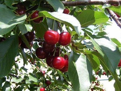 Višeň 'Újfehertoi Fürtös'  Prunus cerasus 'Újfehertoi Fürtös'