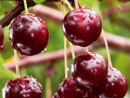 Višeň keřová 'Carmine Jewell'  Prunus fruticosa x prunus cerasus 'Carmine Jewell'