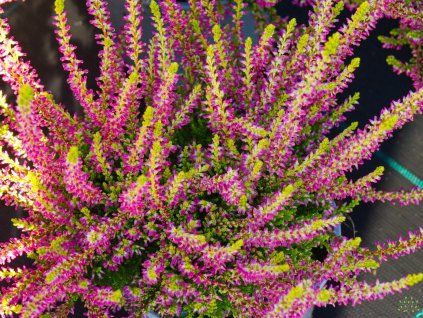 Calluna vulgaris Golden Angie