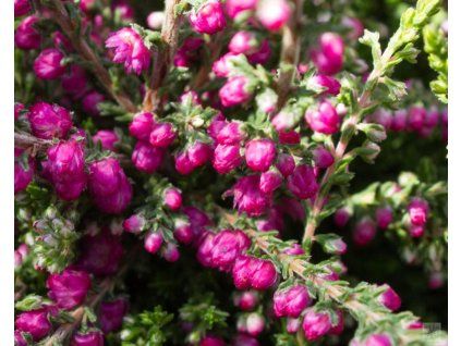 calluna vulgaris jana (2)