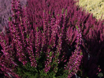 Calluna vulgaris Lena (4)