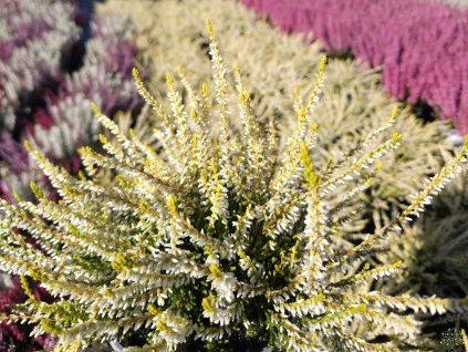 Calluna vulgaris Sandy (1)