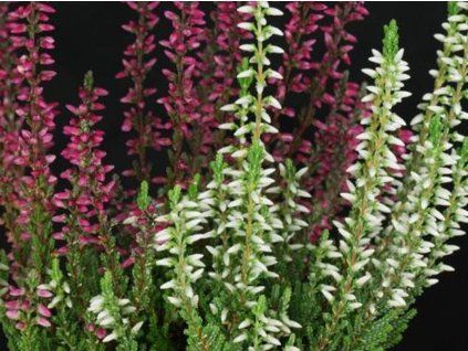 Vřes obecný TwinGirls 'Athene/Helena'  Calluna vulgaris TwinGirls 'Athene/Helena'