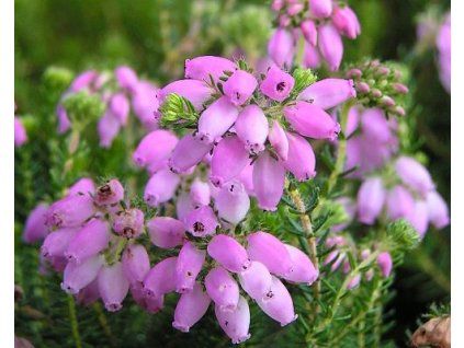 67440 1 vresovec stuart s heather