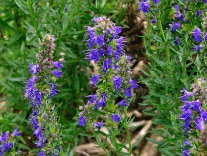 Yzop lékařský - Hyssopus officinalis  Hyssopus officinalis