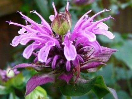 Zavinutka zahradní 'Beauty of Cobham' - Monarda x hybr. 'Beauty of Cobham'  Monarda x hybr. 'Beauty of Cobham'