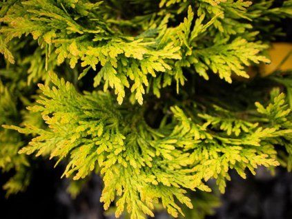 Thuja occidentalis Yellow Ribbon Dwarf Arborvitae Mr Maple Buy Japanese Maple Trees 2123361 1024x1024