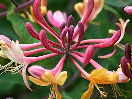 Zimolez Heckrottův 'American Beauty'  Lonicera heckrotii 'American Beauty'