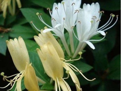 Zimolez japonský 'Halliana'  Lonicera japonica 'Halliana'