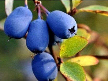Zimolez kamčatský 'Wojtek'  Lonicera kamtschatica 'Wojtek'
