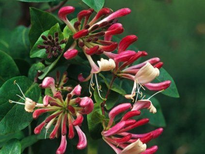Zimolez ovíjivý 'Belgica Select'  Lonicera periclymenum 'Belgica Select'