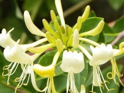 Zimolez ovíjivý 'Graham Thomas'  Lonicera periclymenum 'Graham Thomas'