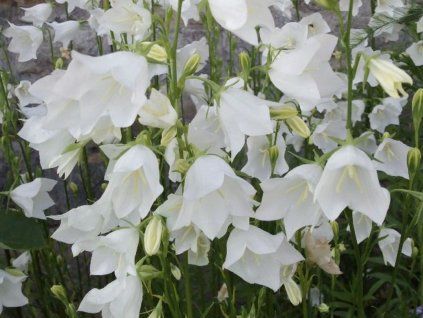 Zvonek broskvolistý  'Grandiflora Alba' - Campanula persicifolia 'Grandiflora Alba'  Campanula persicifolia 'Grandiflora Alba'
