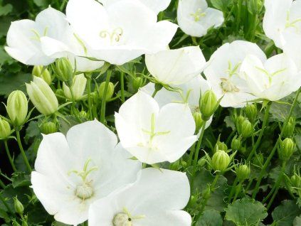 Zvonek karpatský 'Pearl White' - Campanula carpatica 'Pearl White'  Campanula carpatica 'Pearl White'
