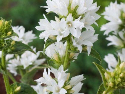 Zvonek klubkatý 'Alba' - Campanula glomerata 'Alba'  Campanula glomerata 'Alba'