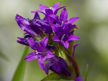 dahurica