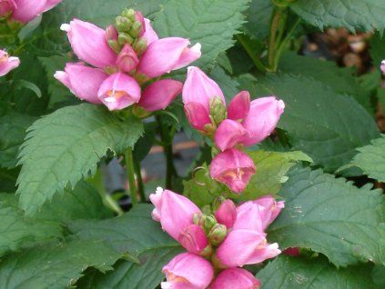 Želonice lysá - Chelone obliqua  Chelone obliqua