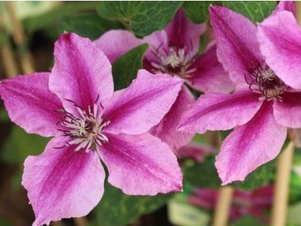 Plamének 'Benikomachi'  Clematis 'Benikomachi'