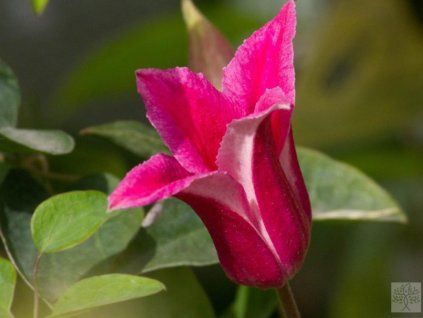 Plamének 'Happy Diana'  Clematis 'Happy Diana'