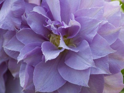 Plamének 'Louise Rowe'  Clematis 'Louise Rowe'