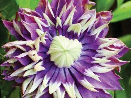 Plamének 'Taiga'  Clematis 'Taiga'