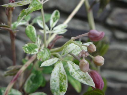 Akébie pětičetná 'Variegata'  Akebia quinata 'Variegata'