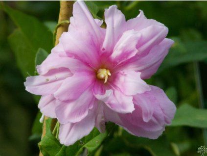 Opletník 'Flore Pleno'  Calystegia hederacea 'Flore Pleno'