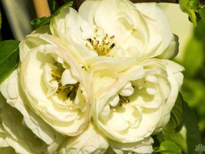 Kdoulovec lahvicovitý 'Kinshiden'  Chaenomeles speciosa 'Kinshiden'