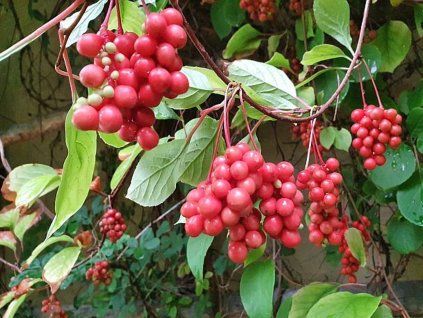 Klanopraška čínská 'Sadova NO 1'  Schisandra chinensis 'Sadova NO 1'
