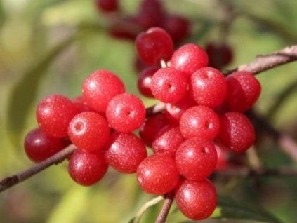 69756 hlosina okolicnata pointilla sweet and sour