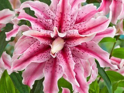 Lilie 'Magic Star'  Lilium 'Magic Star'