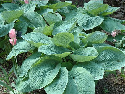 Bohyška 'Elegans' - Hosta sieboldiana 'Elegans'  Hosta sieboldiana ´Elegans´