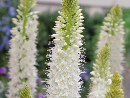Liliochvostec himalájský  Eremurus himalaicus