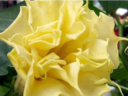angel yellow