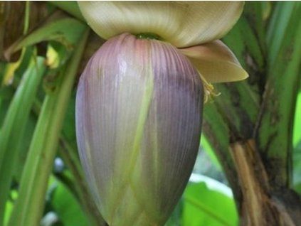 musa
