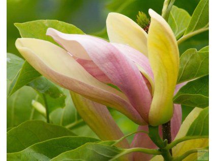 magnolia woodsmann