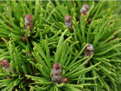 Borovice kleč 'Mini Mini'  Pinus mugo 'Mini Mini'