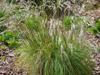 Metlice křivolaká - Deschampsia flexuosa  Deschampsia flexuosa