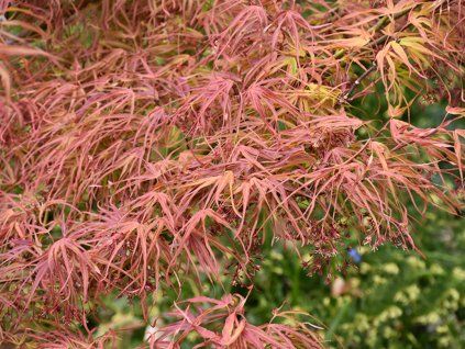 Javor dlanitolistý 'Villa Taranto'  Acer palmatum 'Villa Taranto'