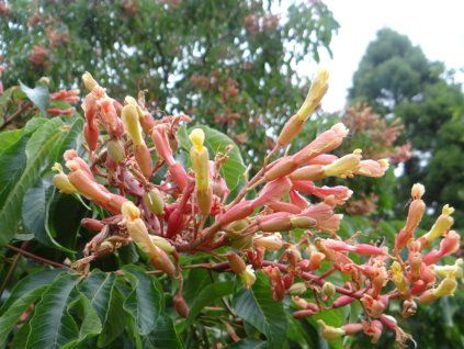 Jírovec proměnlivý 'Pendulifolia'  Aesculus x mutabilis 'Pendulifolia'
