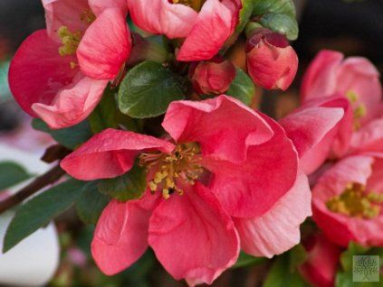 pink lady2