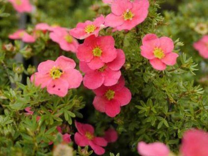 Mochna křovitá 'Lissdan' PBR Danny Boy  Potentilla fruticosa 'Lissdan' PBR Danny Boy
