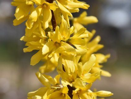 Zlatice prostřední 'Lynwood'  Forsythia x intermedia 'Lynwood'