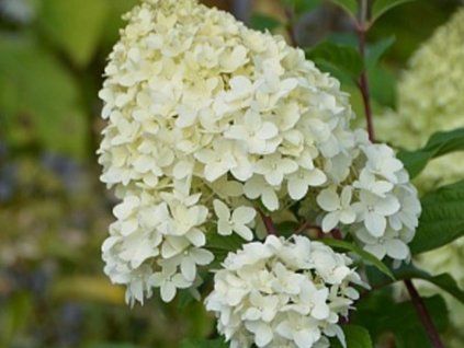 Hortenzie latnatá 'Ren 101' PBR Diamantino  Hydrangea paniculata 'Ren 101' PBR Diamantino