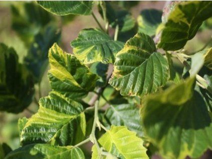 foliis