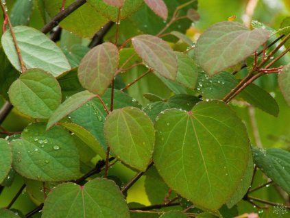 Cercidiphyllum japonicum (1)